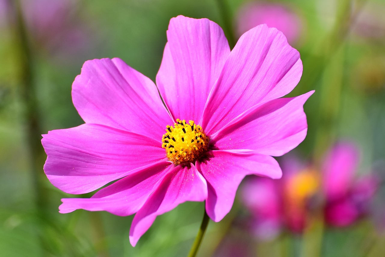 Flower Press Craft: Botany for Kids